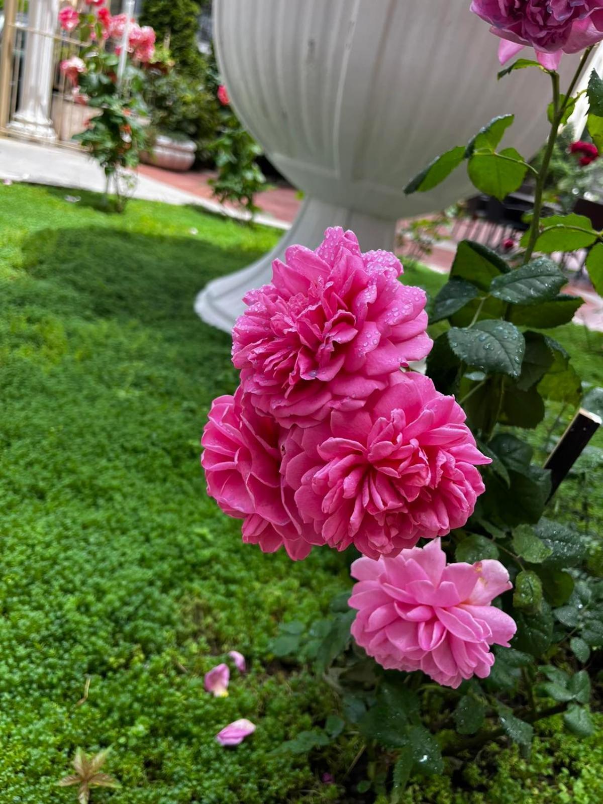Rose Garden Omax Apartments ซันนีบีช ภายนอก รูปภาพ